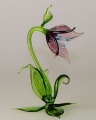 Glockenblume violett hell, klein