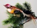 Waldvogel, Stieglitz, multicolor mit echten Federn