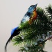 Waldvogel, Dompfaff, multicolor mit echten Federn