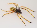 R&ouml;hrenspinne Neu ,200 Stck limitiert