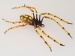 R&ouml;hrenspinne Neu ,200 Stck limitiert
