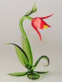 Glockenblume rot, klein
