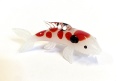 Koi