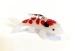Koi