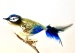 Blaumeise