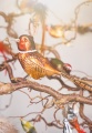 Vögel Christbaumschmuck