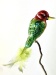 Andenbartvogel