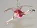 Flamingo fliegend, rosalin Klarglas
