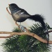 Amsel,  Naturfedern