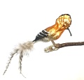 Wiedehopf