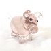 Schweinchen