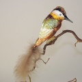 Kookaburra Vogel, braun-türkis-matt weiß