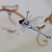 Libelle hängend, Klarglas, Fadenglas, blau