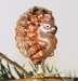 kleiner Igel auf Clip