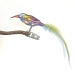 kleiner Kolibri mit Naturfeder