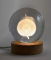 Glaskugel mit Gravur, Motiv Pusteblume auf LED-Sockel