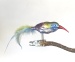 kleiner Kolibri mit Naturfeder