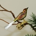 Mini-Vogel, gespr.  Glasschwanz, Nr 398, matt grün, braun