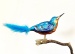 Eisvogel