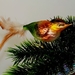 Singvogel, Fink, muliticolor mit echter Feder