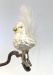 Snow Birdie auf Clip