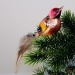 Waldvogel, Stieglitz, multicolor mit echten Federn