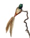 Fasan, Naturfeder