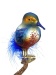 Eisvogel auf Clip