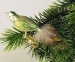 kleiner Vogel,gespritzt,Naturfeder,  lindgrün,grün  -Neu-