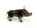 Wildschwein Eber